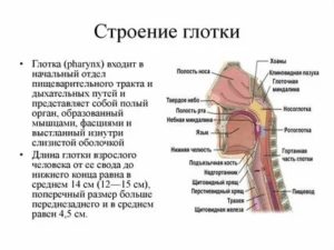 Из чего состоит носоглотка