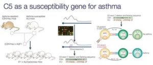 Бронхиальная астма передается ли по наследству