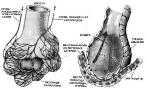 Строение альвеол