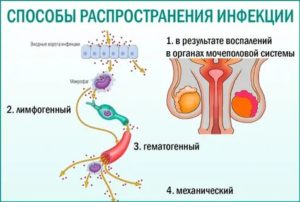 Гематогенный путь передачи инфекции