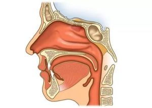 Устройство носоглотки человека