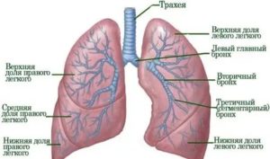 Анатомия лёгких и бронхов