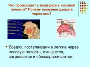 Что происходит с воздухом в носовой полости