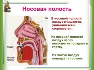 В носовой полости воздух согревается