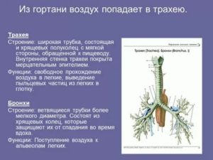 Стенка бронхов у человека образована