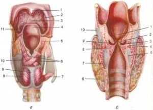 Воспаление хрящей гортани