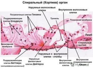 Орган слуха гистология