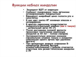 Исследование функции небных миндалин