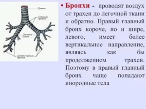 Проверить лёгкие и бронхи