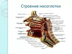 Строение носоглотки человека в разрезе