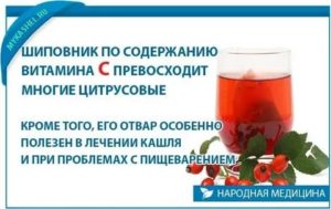 Шиповник от кашля ребенку