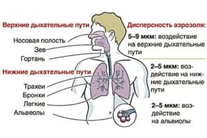 Заболевания нижних дыхательных путей