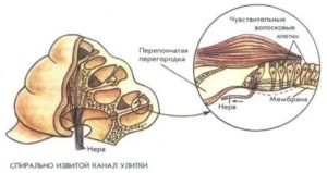 Строение улитки внутреннего уха