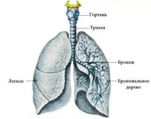 Легкие и бронхи в картинках