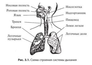 Схема органов дыхания человека