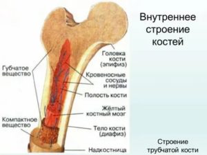 Нервные окончания в костях