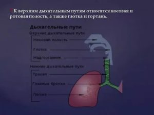 Что относится к верхним дыхательным путям