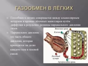 Что такое газообмен в биологии