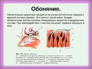 Обонятельные рецепторы в организме человека расположены в