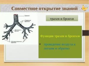 Как проверить трахею и бронхи