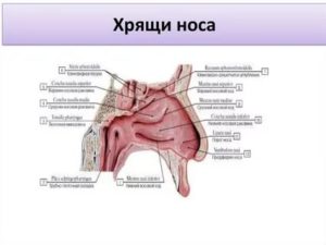 Болит хрящик носа