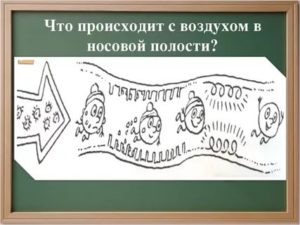 Что происходит с воздухом в носовой полости