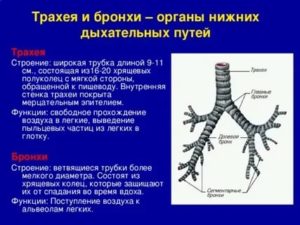 Строение трахеи и бронхов