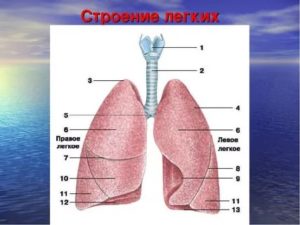 Строение лёгких человека картинки