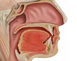 Устройство носоглотки человека