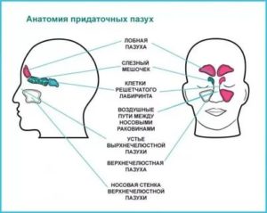 Анатомия носа и околоносовых пазух