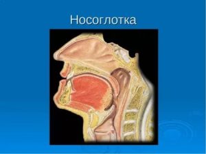 Строение носоглотки человека в разрезе