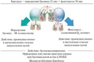 Беродуал механизм действия