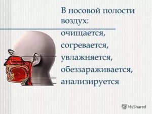В носовой полости воздух согревается