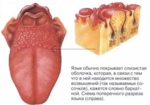 Шишечки на языке ближе к горлу