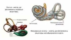 Где расположены рецепторы слуха