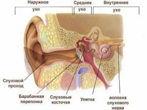 Внутреннее ухо человека расположено в полости кости