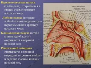 Строение гайморовой пазухи анатомия