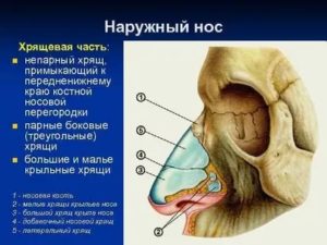 Болит хрящик носа
