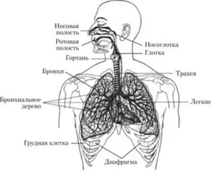 Строение воздухоносных путей