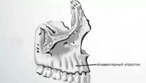 Альвеолы во рту где находятся