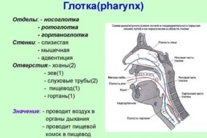 Из чего состоит носоглотка