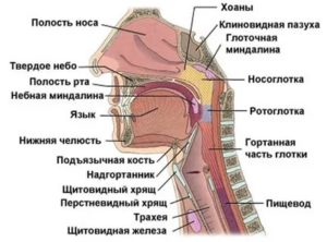 Строение носоглотки человека фото