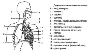 Строение дыхательной системы человека схема