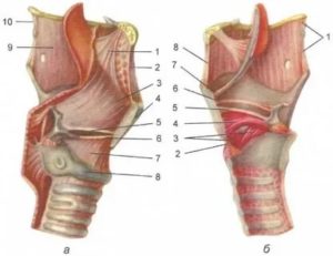 Воспаление хрящей гортани