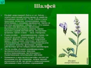 Шалфей детям с какого возраста