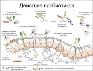 Влияние антибиотиков на иммунитет