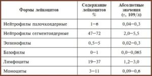 Палочкоядерные нейтрофилы отсутствуют у взрослого