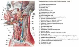 Воспаление подъязычного лимфоузла