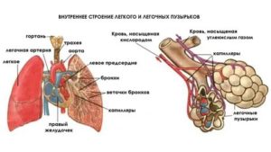 Строение лёгких человека картинки