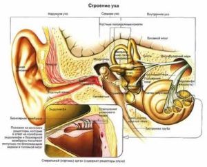 Строение внутреннего уха человека